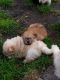 Chow Chow Puppies for sale in South Carolina Ave SE, Washington, DC 20003, USA. price: NA