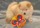 Chow Chow Puppies for sale in San Antonio, TX, USA. price: $350