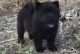 Chow Chow Puppies for sale in Aztec, NM, USA. price: NA