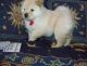 Chow Chow Puppies for sale in Charleston, WV, USA. price: NA