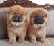 Chow Chow Puppies for sale in Birmingham, AL, USA. price: $400