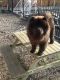 Chow Chow Puppies for sale in California St, San Francisco, CA, USA. price: NA