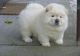 Chow Chow Puppies for sale in Denver, CO, USA. price: NA