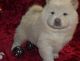 Chow Chow Puppies for sale in Dulles, VA, USA. price: $500