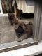 Chow Chow Puppies for sale in Chicago, IL, USA. price: NA