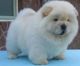Chow Chow Puppies for sale in San Francisco, CA, USA. price: $400