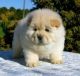 Chow Chow Puppies for sale in Charleston, WV, USA. price: NA