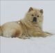 Chow Chow Puppies for sale in Ashtabula, OH 44004, USA. price: NA