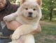 Chow Chow Puppies for sale in Stamford, CT, USA. price: NA