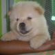 Chow Chow Puppies for sale in Manchester, NH, USA. price: NA