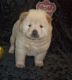 Chow Chow Puppies for sale in Wilmar, AR 71675, USA. price: NA