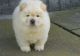 Chow Chow Puppies for sale in Farmingdale, ME 04344, USA. price: NA