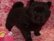 Chow Chow Puppies for sale in Fargo, ND, USA. price: NA