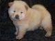 Chow Chow Puppies for sale in Roderfield, WV 24828, USA. price: NA