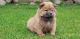 Chow Chow Puppies for sale in San Diego, CA 92027, USA. price: NA