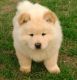 Chow Chow Puppies for sale in Portland, OR, USA. price: NA