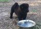 Chow Chow Puppies for sale in Bowman, SC 29018, USA. price: NA