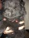 Chow Chow Puppies for sale in Lakeland, FL, USA. price: NA