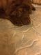 Chow Chow Puppies for sale in Detroit, MI, USA. price: $500