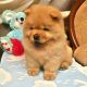 Chow Chow Puppies for sale in Bakersfield, CA, USA. price: NA