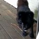 Chow Chow Puppies for sale in Dunlap, TN 37327, USA. price: $200
