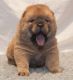 Chow Chow Puppies for sale in Pottstown, PA 19464, USA. price: NA