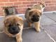 Chow Chow Puppies for sale in Pottstown, PA 19464, USA. price: NA