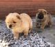 Chow Chow Puppies for sale in Colorado Springs, CO 80903, USA. price: NA