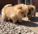 Chow Chow Puppies for sale in Colorado Springs, CO 80903, USA. price: NA