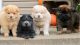 Chow Chow Puppies for sale in Columbus, OH 43215, USA. price: NA