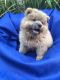 Chow Chow Puppies for sale in Colorado Springs, CO, USA. price: NA