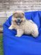 Chow Chow Puppies for sale in Colorado Springs, CO, USA. price: NA