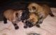 Chow Chow Puppies for sale in Modesto, CA 95350, USA. price: NA