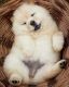 Chow Chow Puppies for sale in Bowling Green, KY, USA. price: NA