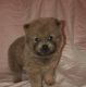 Chow Chow Puppies for sale in Oak Park, IL, USA. price: $650