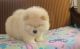 Chow Chow Puppies for sale in Ellicott City, MD, USA. price: NA