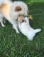 Chow Chow Puppies for sale in Cedar Rapids, IA, USA. price: $500