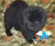 Chow Chow Puppies for sale in Houston, MS 38851, USA. price: $500