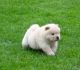 Chow Chow Puppies for sale in Menifee, CA 92587, USA. price: NA