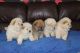 Chow Chow Puppies for sale in Sacramento, CA 95820, USA. price: NA