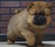 Chow Chow Puppies for sale in Phoenix, AZ 85019, USA. price: $500