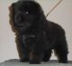 Chow Chow Puppies for sale in Duluth, GA, USA. price: NA