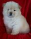 Chow Chow Puppies for sale in Marlborough, MA, USA. price: $500