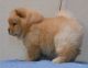 Chow Chow Puppies for sale in Georgetown, KY 40324, USA. price: NA