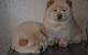 Chow Chow Puppies for sale in Flint, MI 48504, USA. price: NA