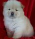 Chow Chow Puppies for sale in Mountain Brook, AL 35209, USA. price: $500