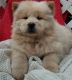 Chow Chow Puppies for sale in Madison, WI 53707, USA. price: $500