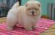 Chow Chow Puppies for sale in Milwaukee, WI 53218, USA. price: $500