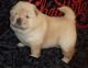 Chow Chow Puppies for sale in Boston, MA 02123, USA. price: $500