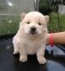 Chow Chow Puppies for sale in Calabasas, CA, USA. price: NA